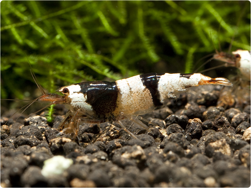 Bienengarnele / Black Bee - K6
