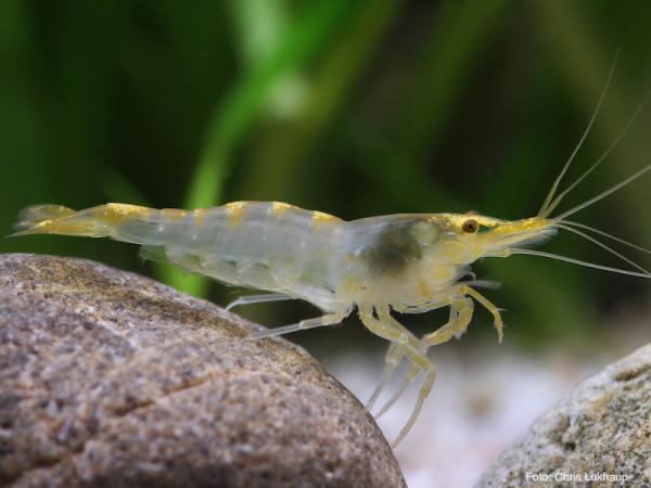 Neocaridina davidi var. Yellow Rili - Neocaridina davidi 