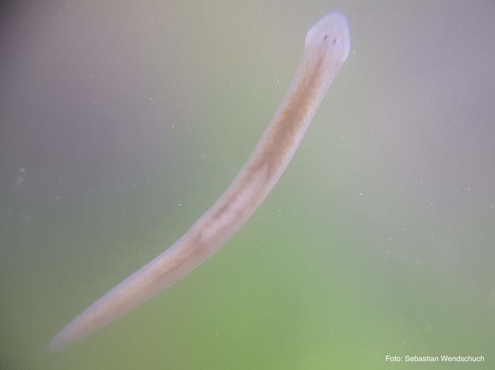 a platyhelminthes lárva stádiumai)