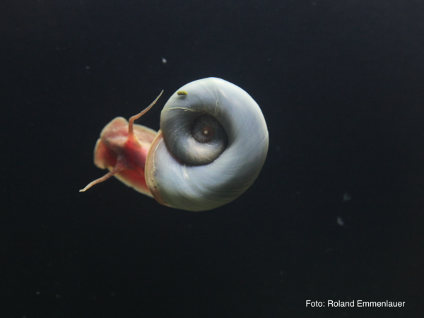 Türkise Posthornschnecke - Helisoma cf. anceps 