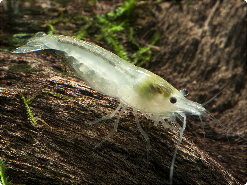 Neocaridina palmata - White Pearl