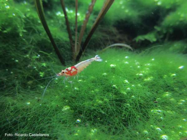 Algen im Aquarium