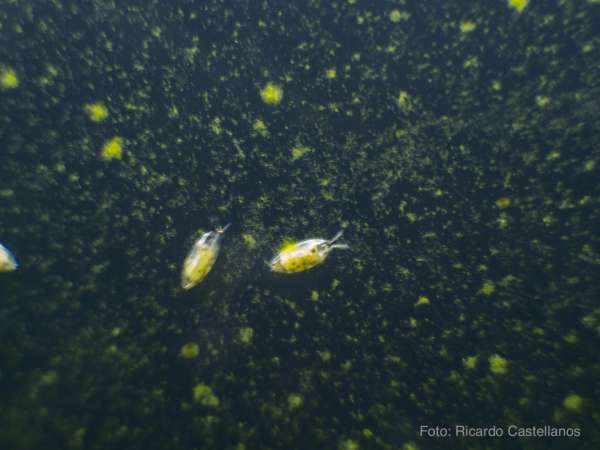 Muschelkrebse - Ostracoda