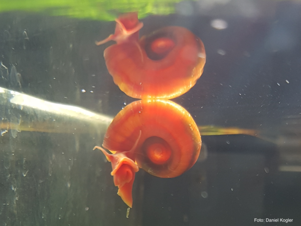 Orange Posthornschnecke - Helisoma cf. anceps 