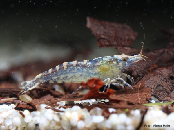 Neocaridina davidi var. Cobbie - Neocaridina davidi 