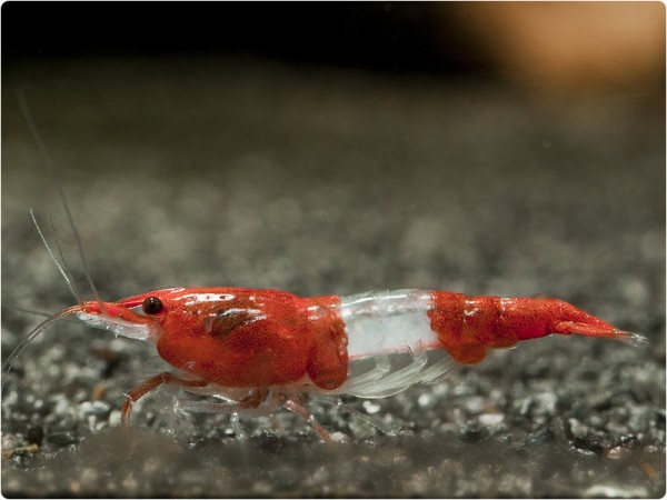 Neocaridina davidi var. Red Rili - Neocaridina davidi 