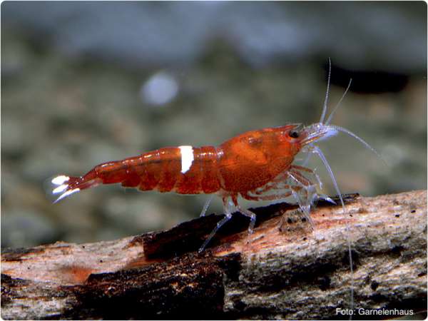 Rote Taiwaner / Red Shadow Bees - Caridina sp.