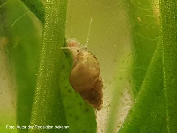 Neuseeländische Zwergdeckelschnecke - Potamopyrgus antipodarum