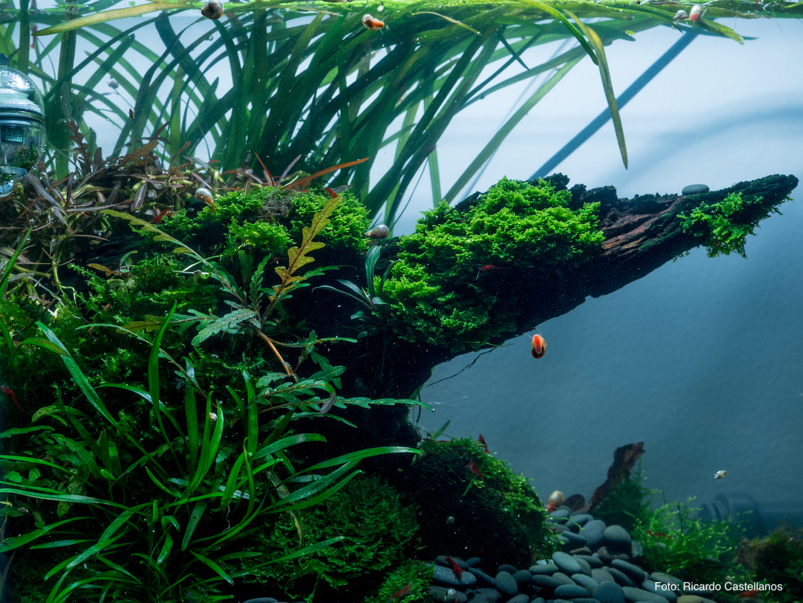 Aquarienpflanzen richtig düngen