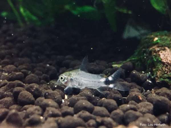 Sichelfleck-Zwergpanzerwels - Corydoras hastatus