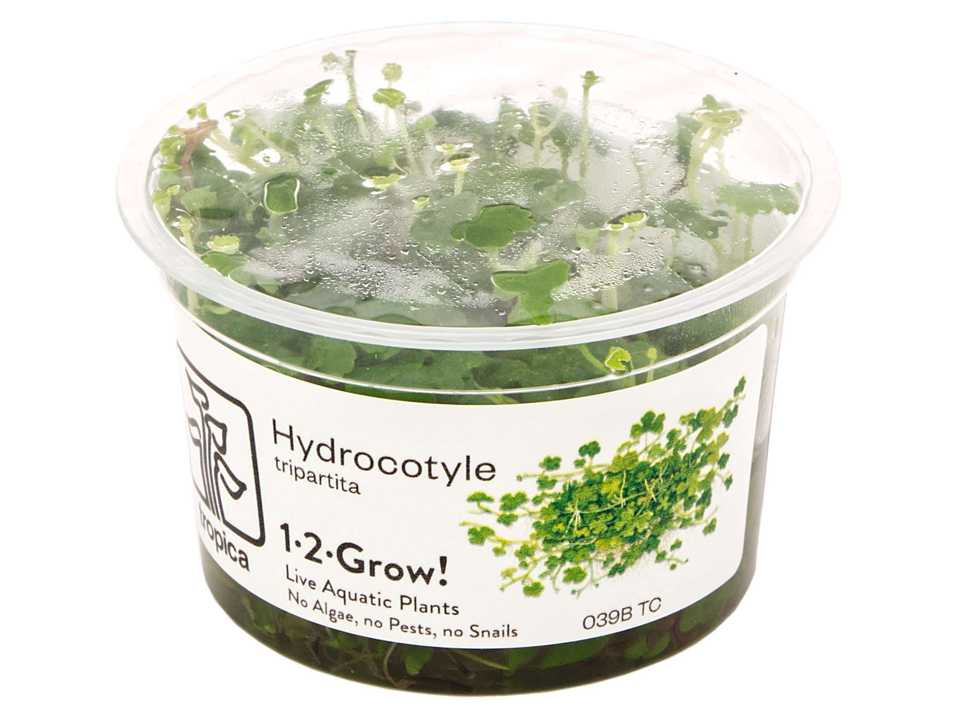Tropica Hydrocotyle tripartita 1-2-Grow! - Aquariumpflanze | GARNELENHAUS