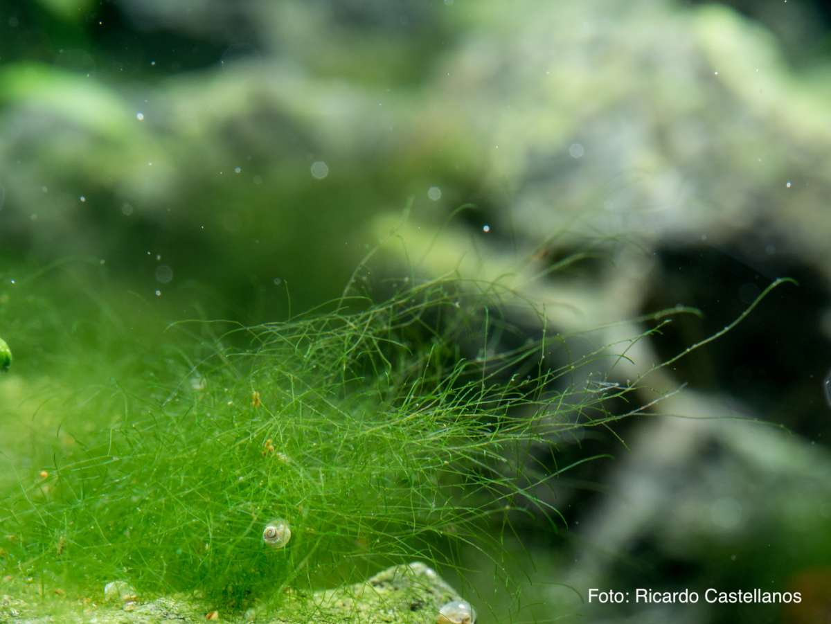 Cladophora im Aquarium Cladophora sp. WIKI