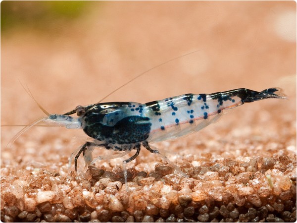 Neocaridina davidi var. Carbon Rili - Neocaridina davidi var. Carbon Rili