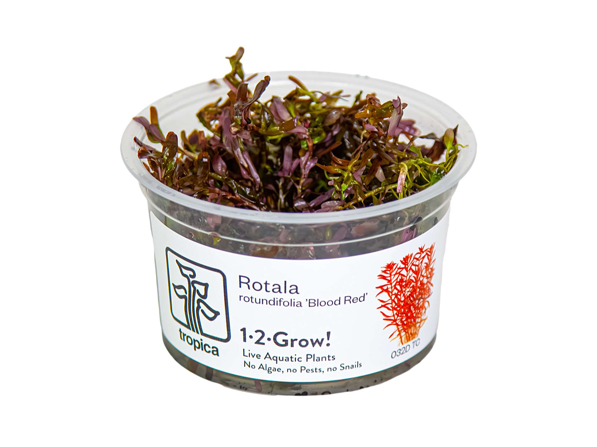 tropica-rotala-rotundifolia-blood-red-1-2-grow-box-pack_1920x1920.jpg