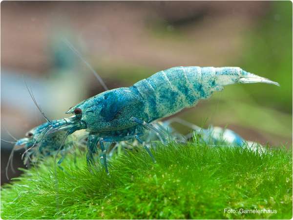 Blue Bolt - Caridina sp.