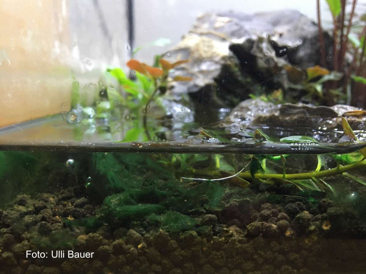 Blaualgen im Aquarium Cyanobacteria WIKI