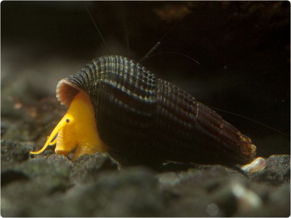 Tylomelania Rocksnail 'Orange' - Nachzucht