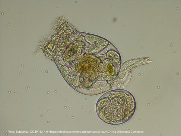 Salzwasser-Rädertierchen (Brachionus plicatilis) als Lebendfutter