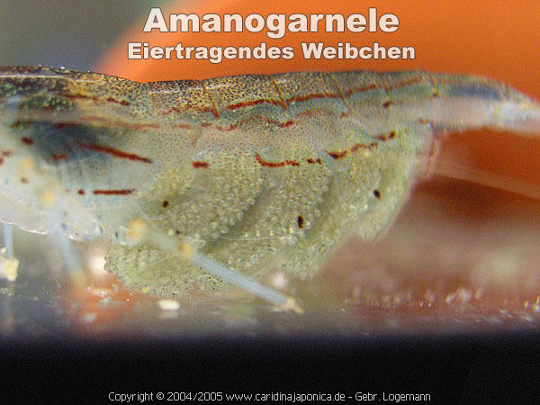 Amanogarnele_eiertragendes_Weibchen_Caridina_multidentata_ovigerous