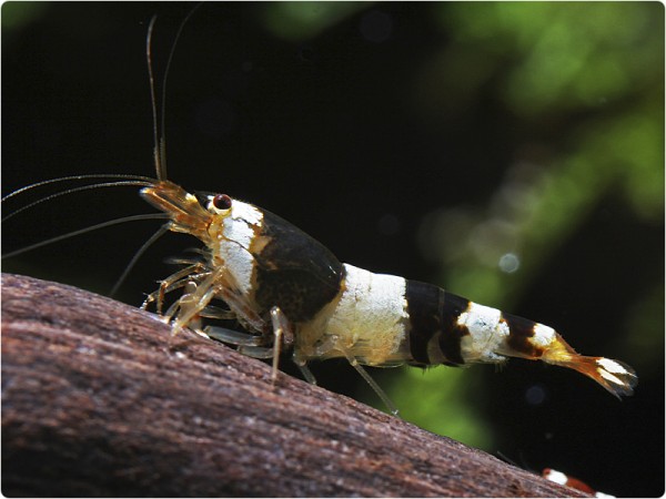 Black Bee / Crystal Black Garnele - Caridina logemanni var. black