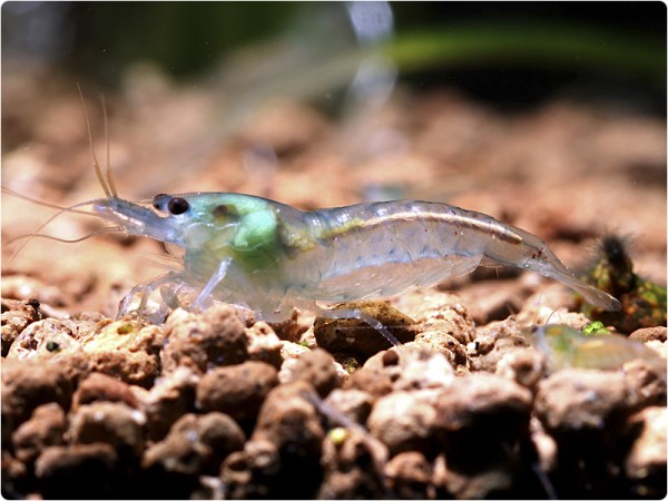 Neocaridina palmata var. Blue Pearl - Neocaridina palmata 