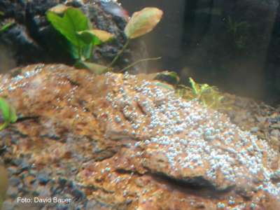 Kieselalgen im Aquarium Bacillariophyta WIKI