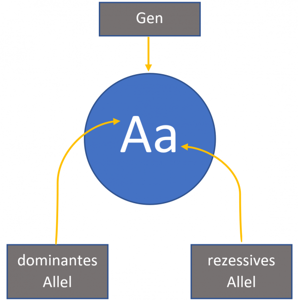 Genetik - Begriffserklärungen