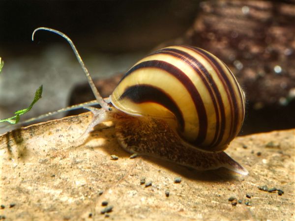 Zebra Apfelschnecke (Asolene spixi) - Aquariumschnecke