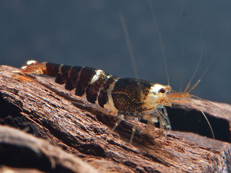 Caridina logemanni - Super Crystal Black SCB