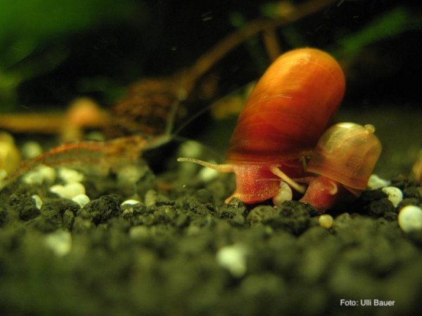 Schneckenplage im Aquarium