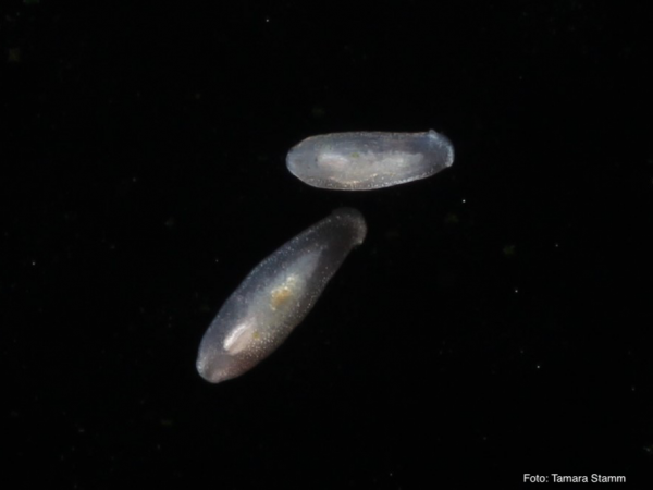 Scheibenwürmer - Macrostomum sp., Ordnung: Rhabdocoela