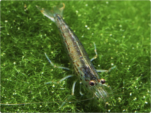 Amanogarnele (Caridina multidentata) - Zuchtbericht