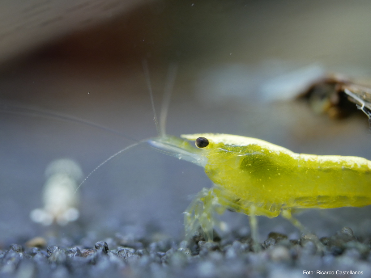 Neocaridina davidi - Yellow Fire Neon