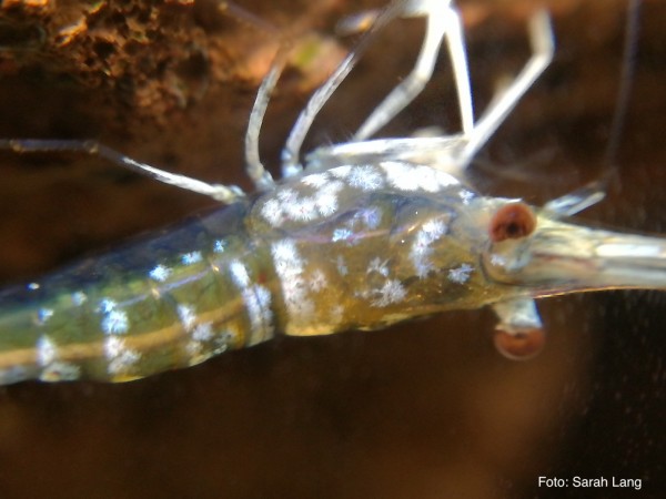 Sulawesi-Kardinalsgarnele "Blue Ghost" / "Golden Ghost" - Caridina dennerli 