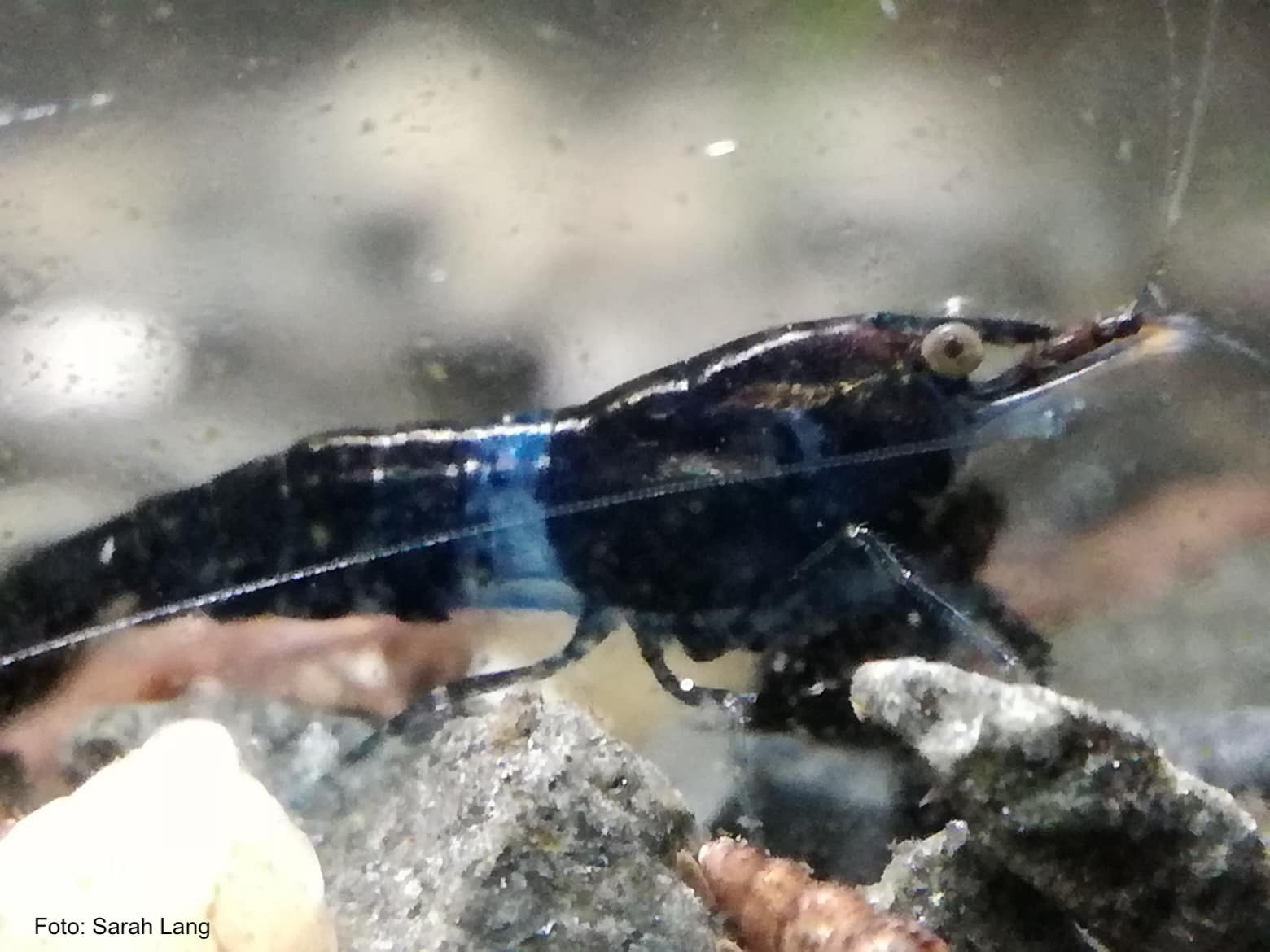 Neocaridina davidi - Blue Black Rili