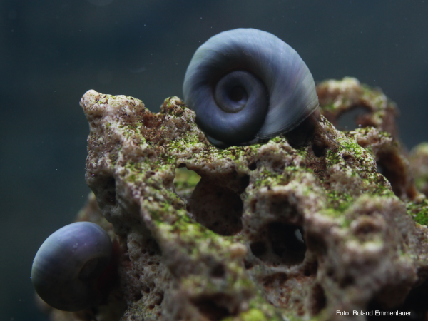 Blaue Posthornschnecke - Helisoma cf. anceps 