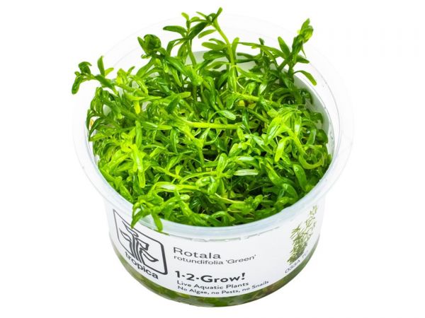 Rotala rotundifolia 'Green' 1-2-Grow! B-Ware