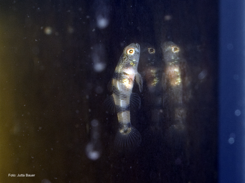 Brachygobius nunus