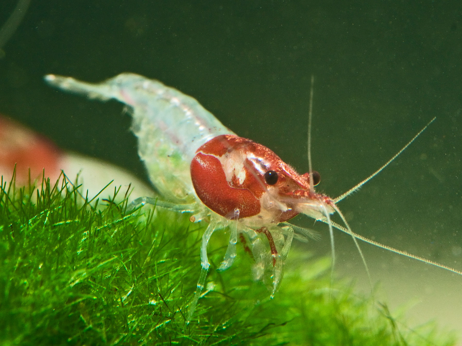 Einsteiger-FAQ zur Garnelenhaltung im Aquarium