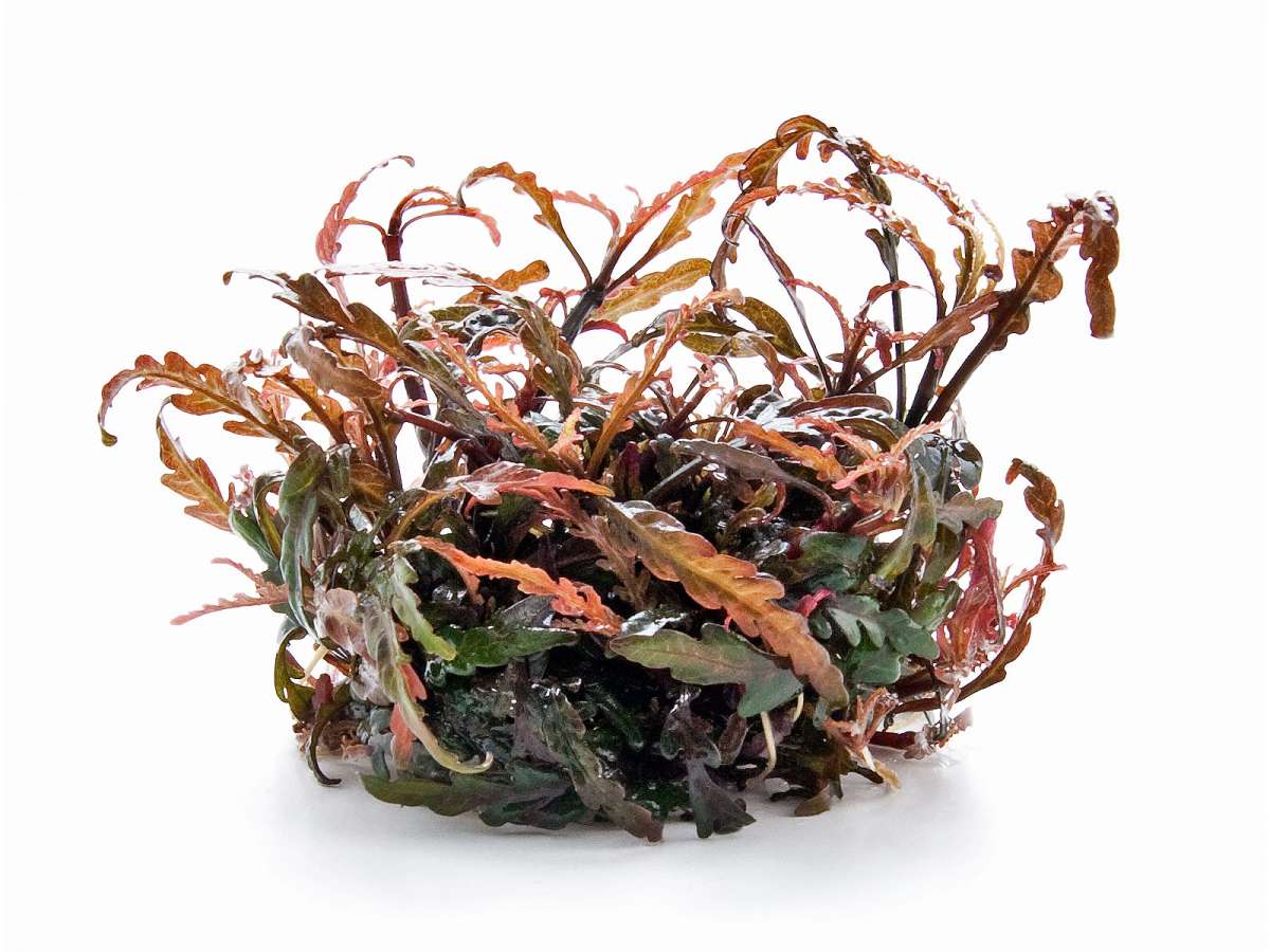 Tropica Hygrophila pinnatifida 12Grow! GARNELENHAUS