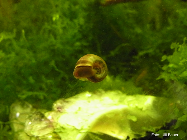 Kleine Posthornschnecke - Helisoma cf. anceps