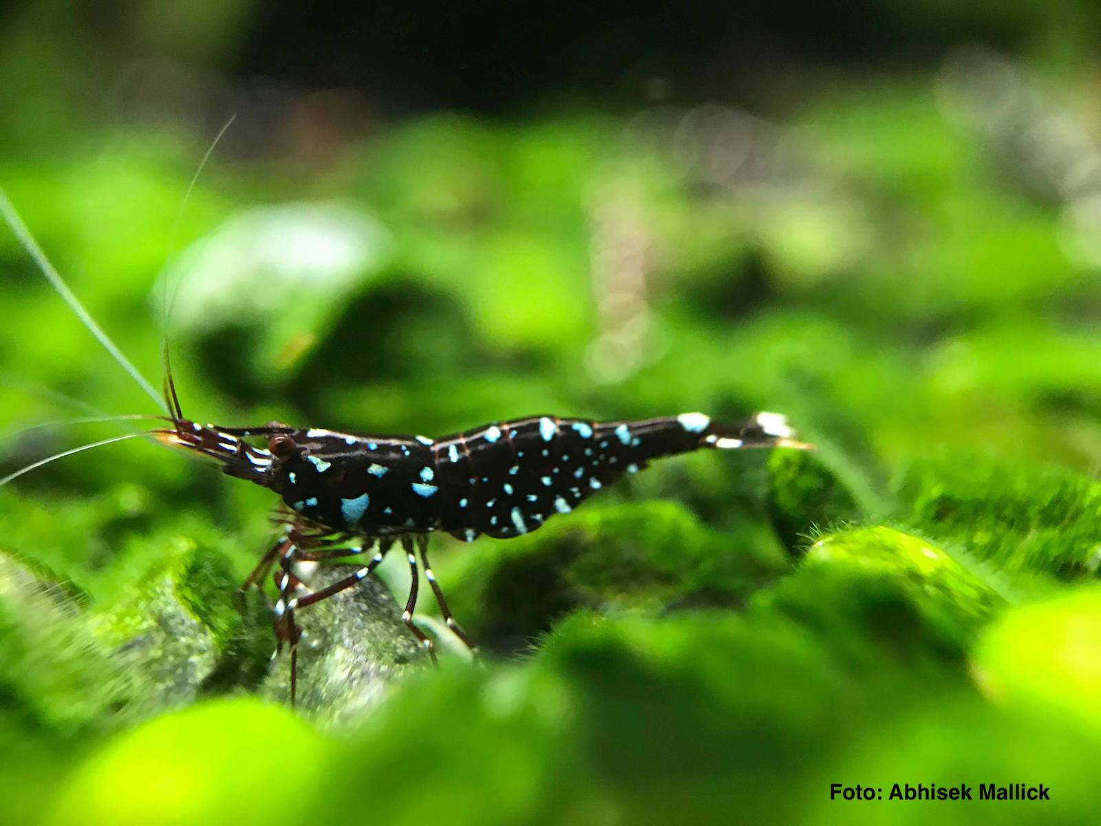 Caridina dennerli - Galaxy Sulawesi