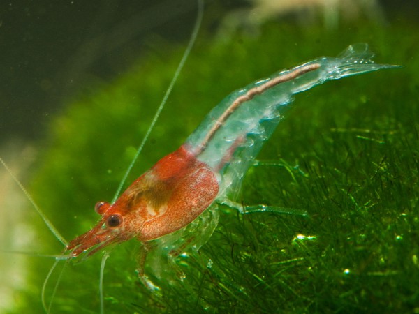 Neocaridina davidi var. Red Neck - Neocaridina davidi 