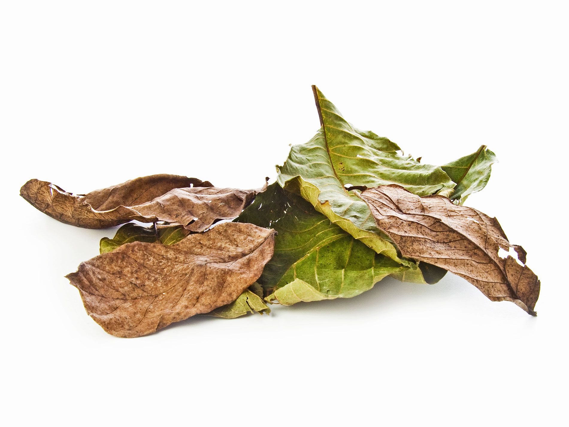 wann kann ich rhododendron dngen Rhododendron Dnger von Flora Boost