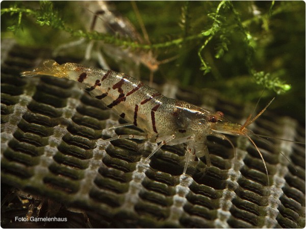 Tigergarnele - Caridina mariae