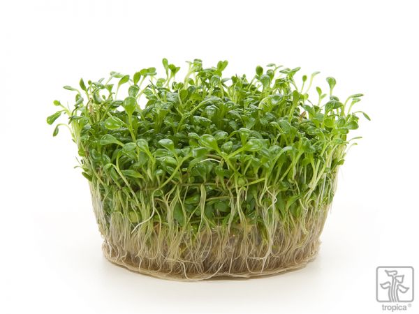 Glossostigma elatinoides 1-2-Grow!