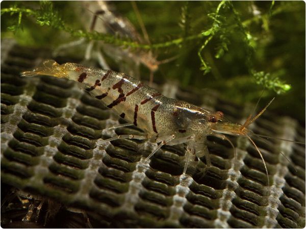 Tigergarnele