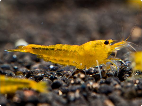 Taiwan Bee - Yellow King Kong