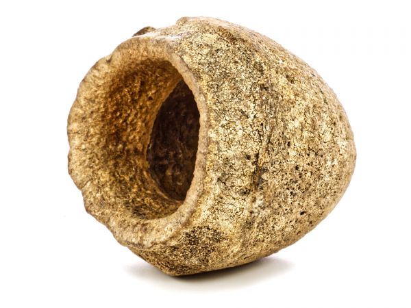 GH-GOODS - Kleine Paradiesnuss als Garnelenhöhle im Aquarium