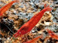 Neocaridina davidi - Bloody Mary